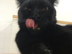 -李小姐の猫咖啡馆(五角场店)