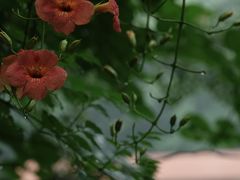 -陈家山荷花公园