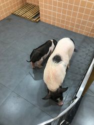 -Moni星球萌宠·小马宝莉·灵蛇·高端高阶全萌宠互动体验俱乐部(红豆国际广场店)