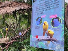 -广州长隆飞鸟乐园