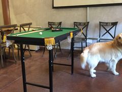 大堂-百好乐宠物友好餐厅(朝外大街店)