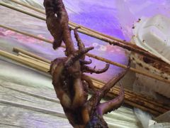 -十里铺铁板鱿鱼