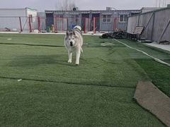 -宠物寄养训练学校