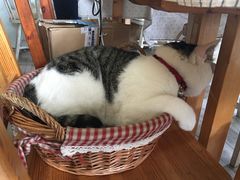 -海边的猫和咖啡馆