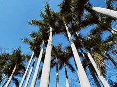 -深圳仙湖植物园