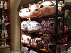 -猫咪博物馆(顶澳仔猫街店)