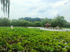 -莱西月湖公园