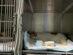 -申普宠物医院·心脏介入·心血管微创(总院)