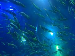 -成都浩海立方海洋公园