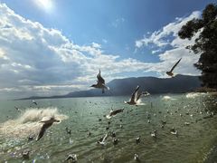 -海埂大坝