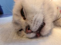 -伟伟宠物医院·瑞派猫友好医院·猫科(光谷店)