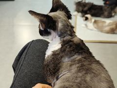 -琪喵猫屋·撸猫猫咖·猫舍