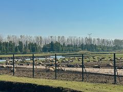 -溱湖国家湿地公园