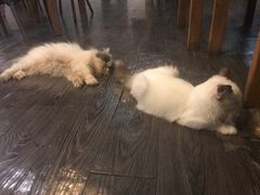 -吉丁鸟咖·异宠·寄养