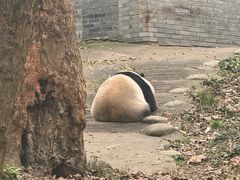 -都江堰中华大熊猫苑