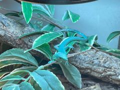 -青石桥花鸟鱼虫市场(叠翠城店)