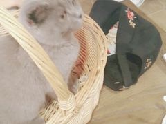 -共舞时光猫咖·狗咖(新街口店)