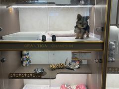 -翊宠yipet猫狗购宠庄园犬舍•猫舍