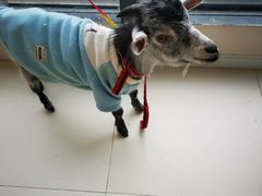 -怪兽屋·羊驼·猫咖·狗咖(俊华广场店)