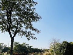 -王借岗森林公园