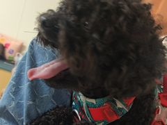 -美联众合动物医院·24h京西诊疗中心