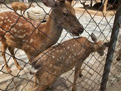 -长白岛森林公园