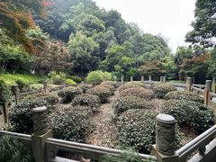 -龙井村