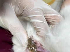 -美联众合动物医院(·中兽医·疑难杂症·严家桥分院)