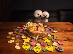 -百好乐宠物友好餐厅(朝外大街店)