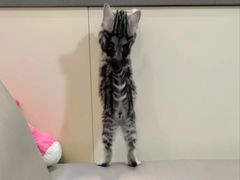 -lincat·猫舍(广州店)