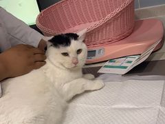 -纳吉亚猫专科动物医院·北北分院