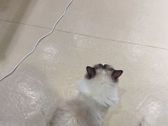 -藏猫猫咖啡主题馆(中央大道店)