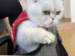 -芭比堂宠物医院·全科爱猫医院·仁德分院