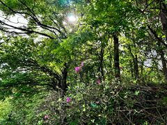 -庐山风景区花径公园