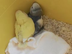 -中环花鸟鱼虫市场