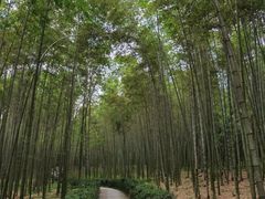 -大奇山国家森林公园