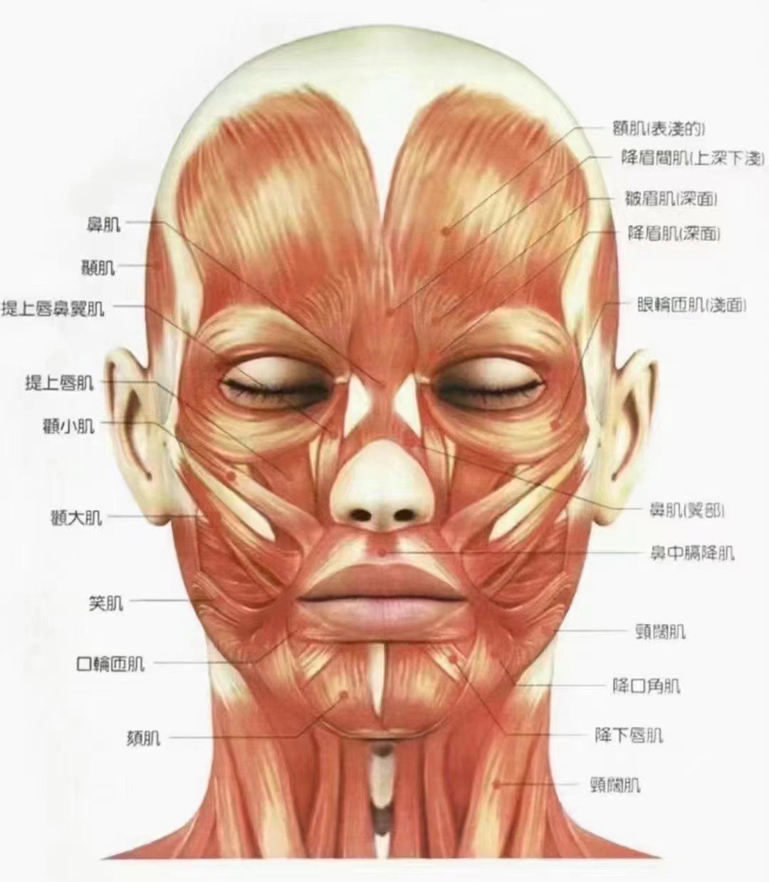 44块面部肌肉图图片