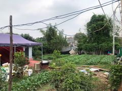 -大眼强五杯鹅·桑拿鸡煲