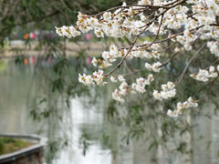 -和平公园
