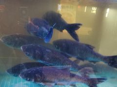 -阿瓦山寨·湘菜现炒·剁椒鱼头王(咸阳总店)