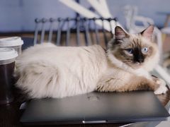 -喵屿·大理花园猫咖