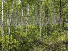 -北极村旅游风景区