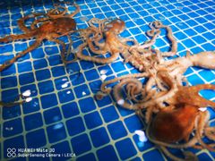-隐炉和牛烧肉店(群力店)