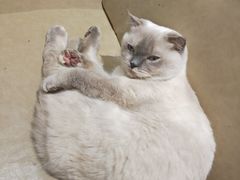 -藏猫猫咖啡主题馆(中央大道店)