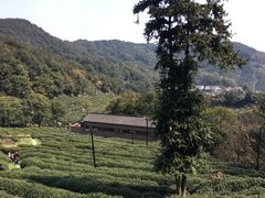 -龙井村