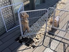 -百好乐宠物友好餐厅(朝外大街店)