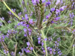 -松山湖梦幻百花洲
