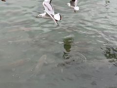 -中国宜宾·长江地标广场