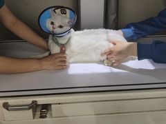 -联合动物医院(光谷诊疗中心)