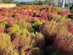 -天津东丽湖风景区